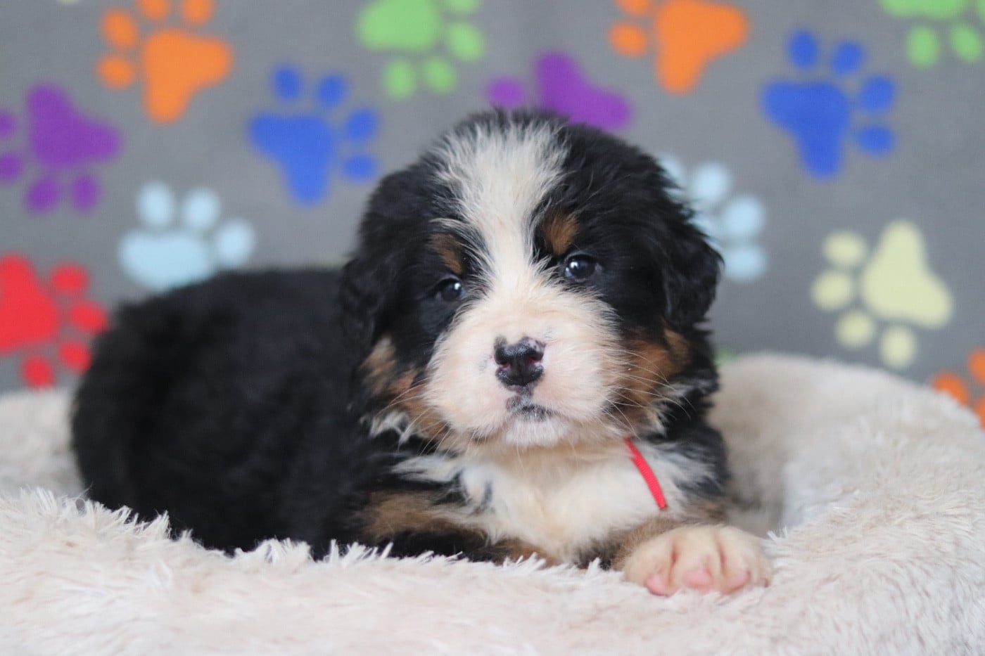 Bouvier Bernois - Du Verger Des Beaurepaires