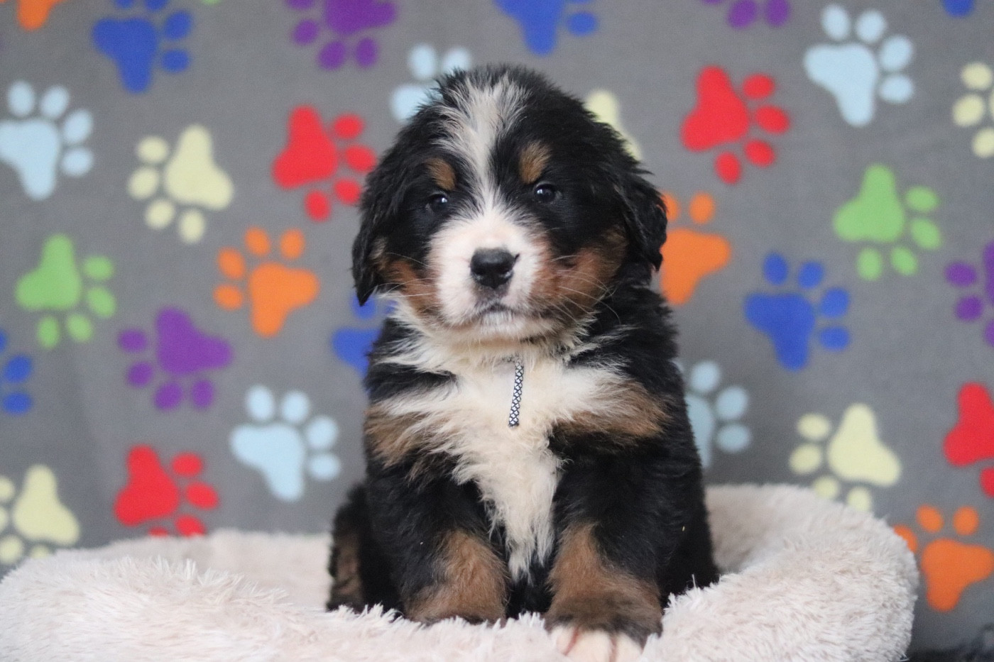 NOIR/BLANC - Bouvier Bernois