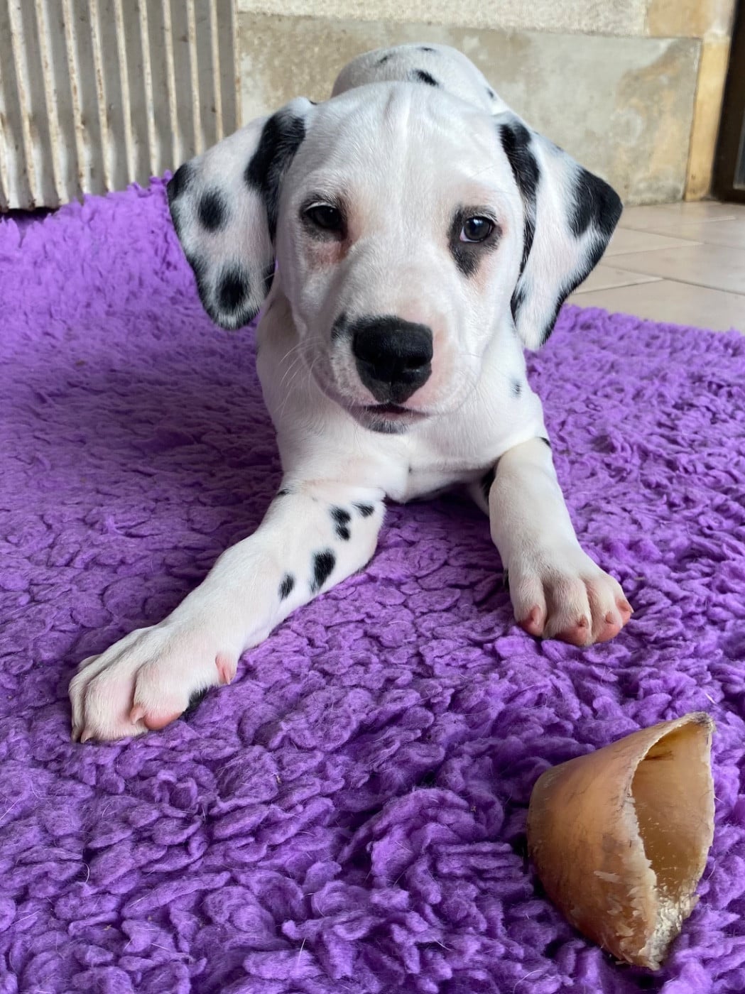 Dalmatien - Du Verger Des Beaurepaires