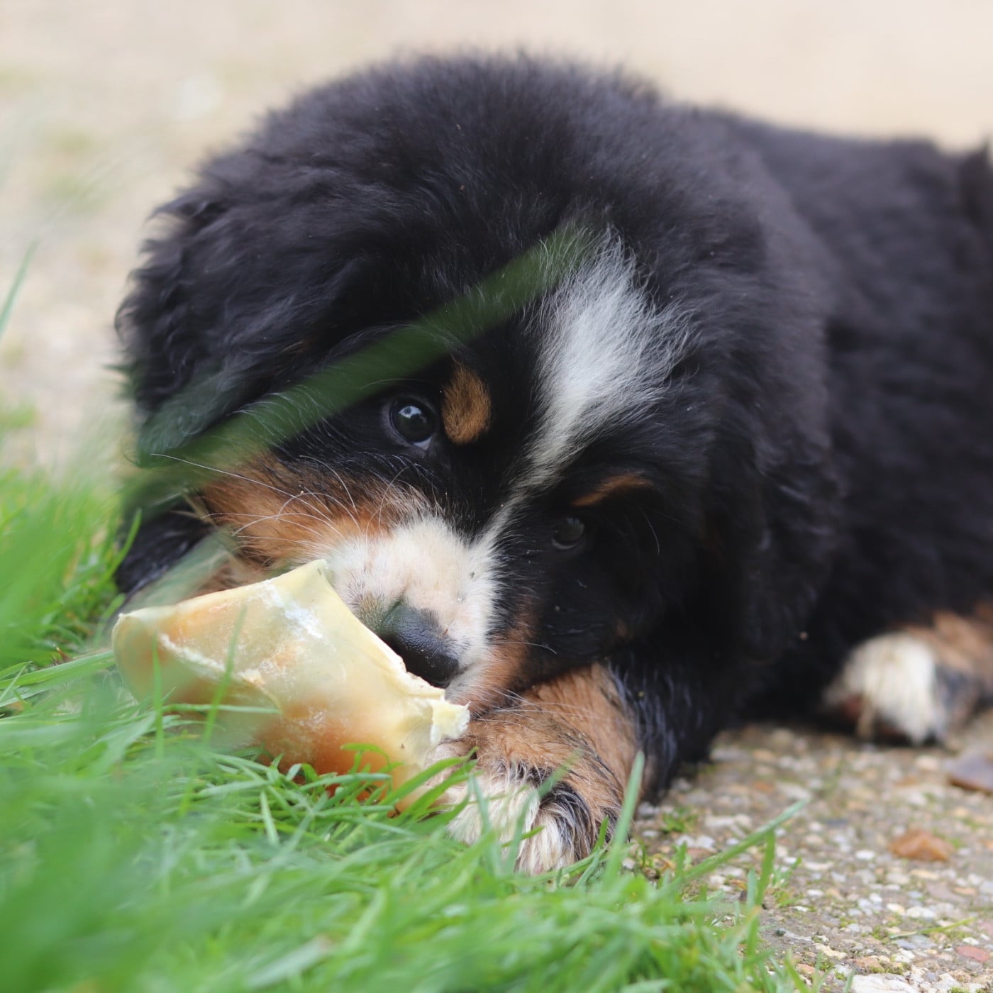 Bouvier Bernois - Du Verger Des Beaurepaires