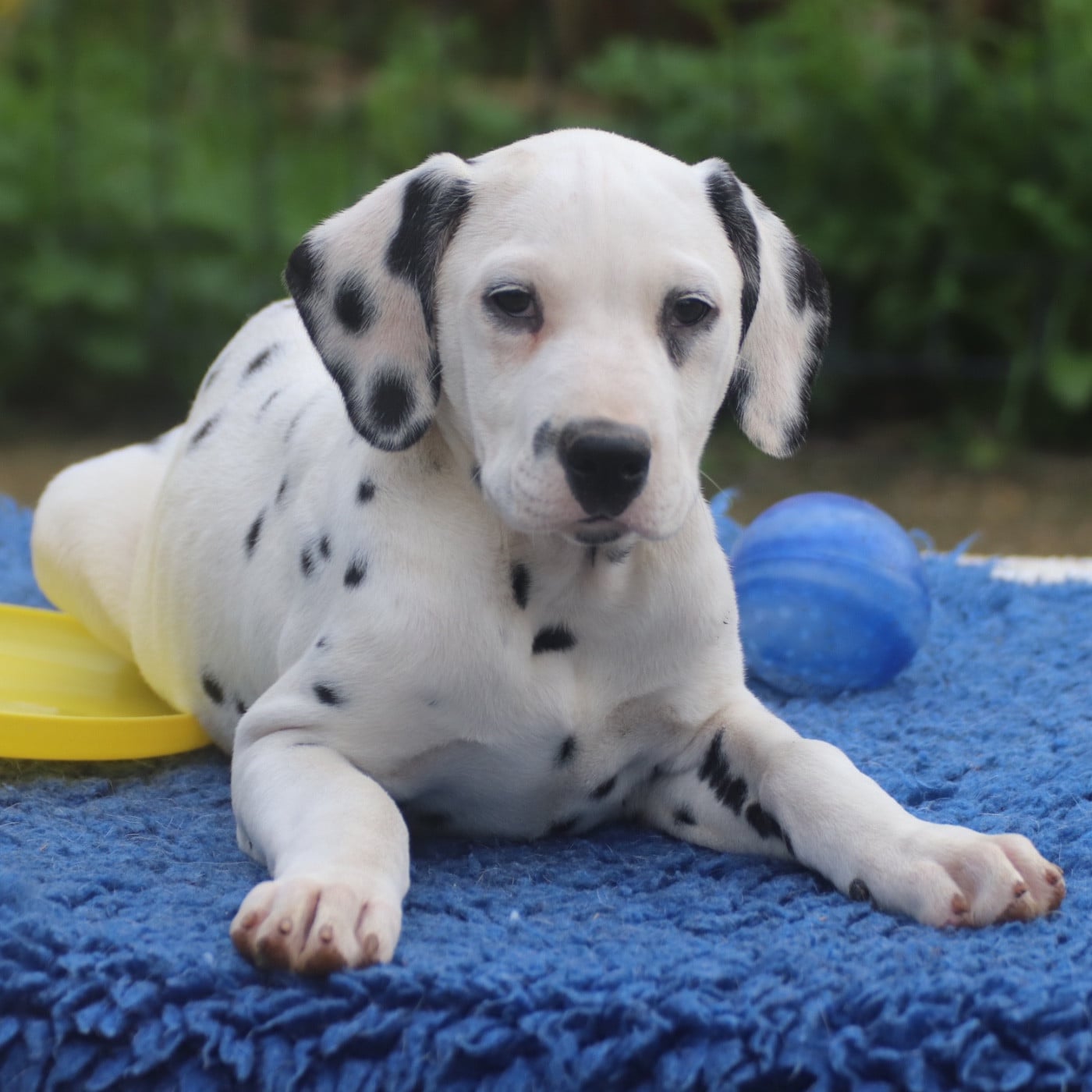 Dalmatien - Du Verger Des Beaurepaires