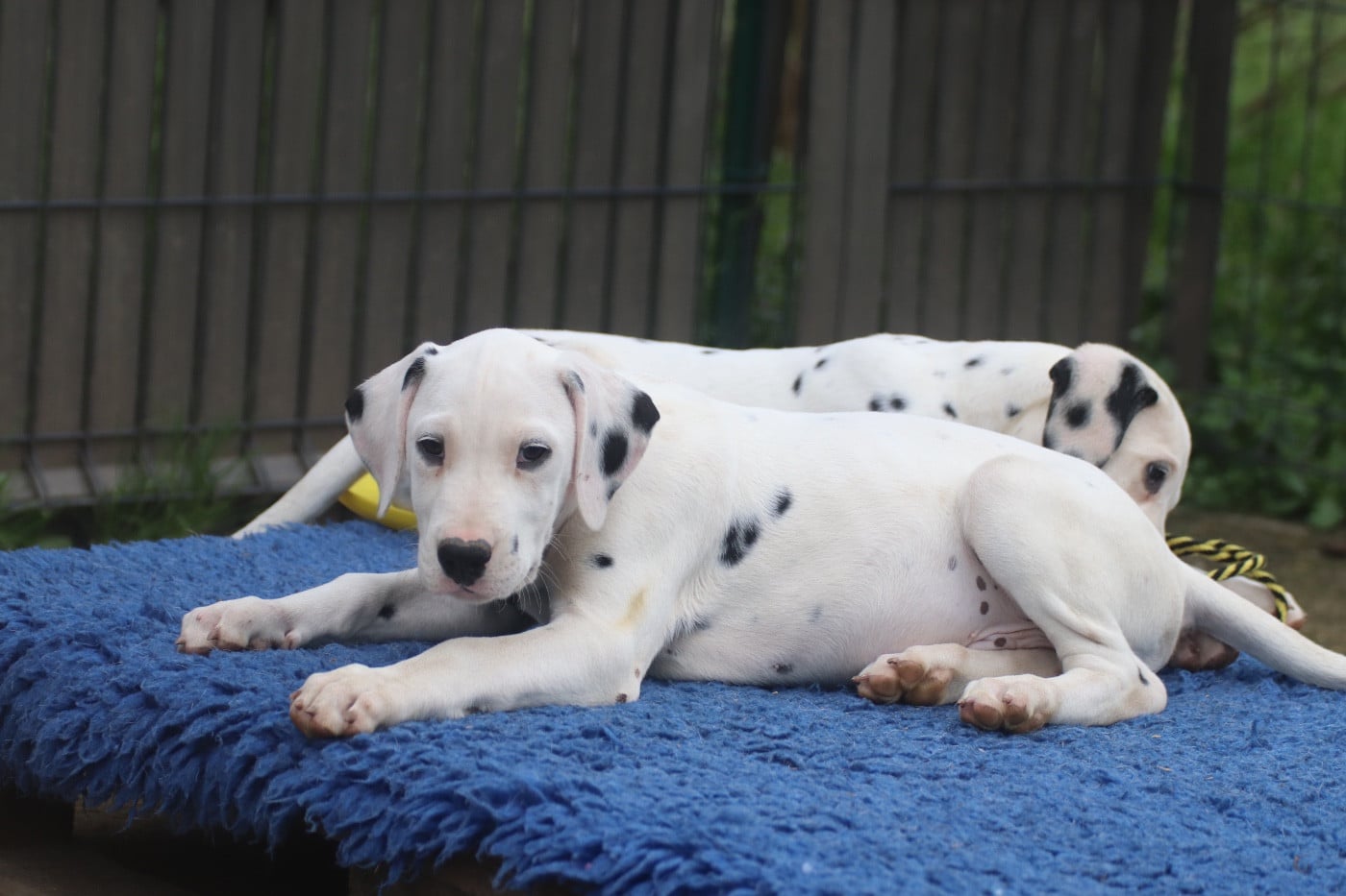 Dalmatien - Du Verger Des Beaurepaires