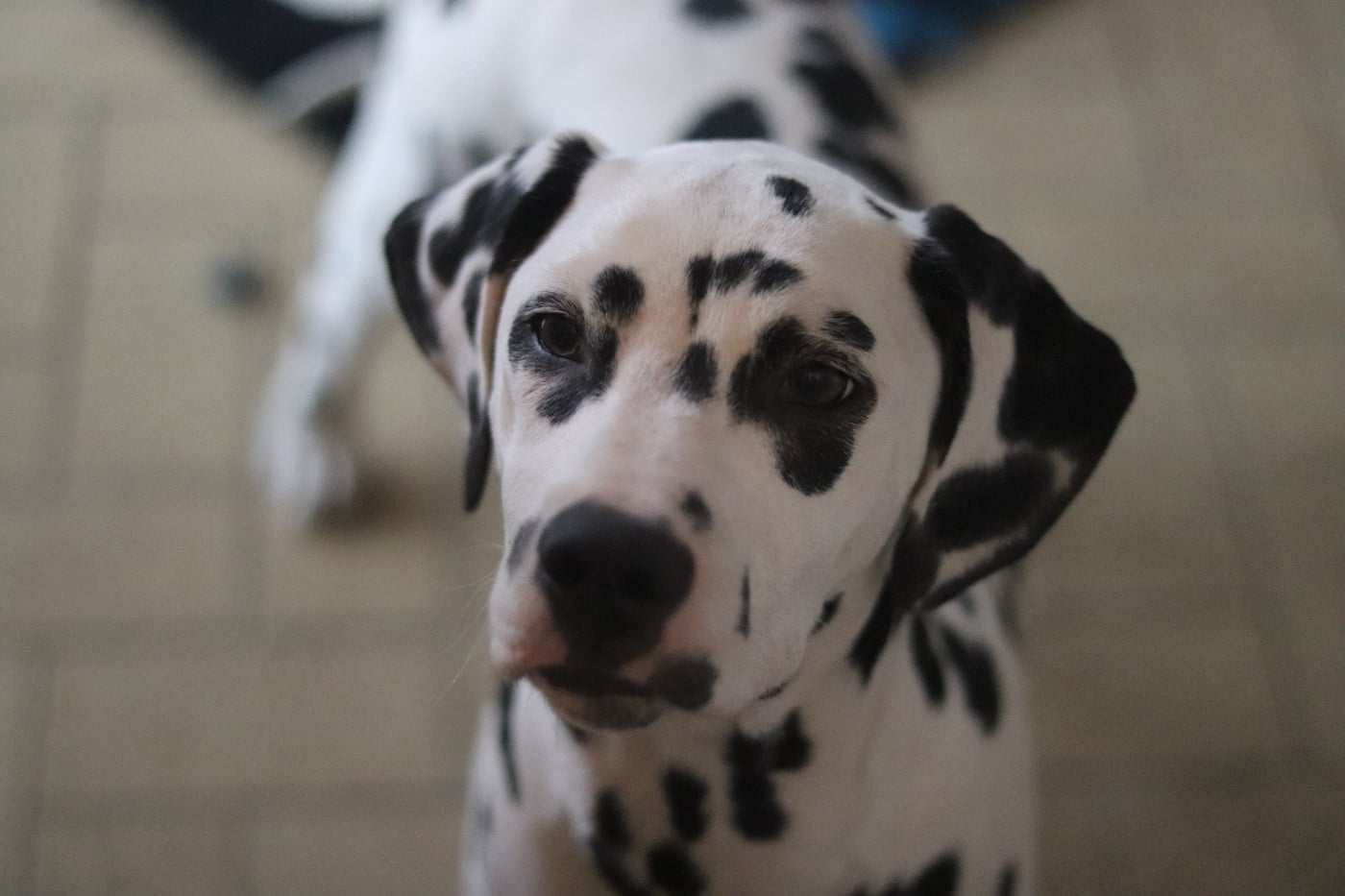 Dalmatien - Reiki x Parker - Du Verger Des Beaurepaires