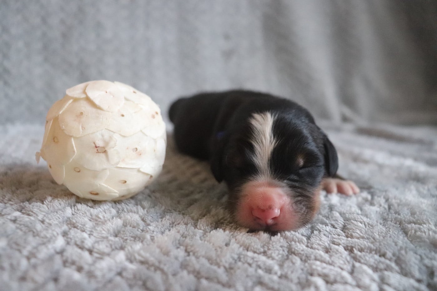 Chiot Bouvier Bernois