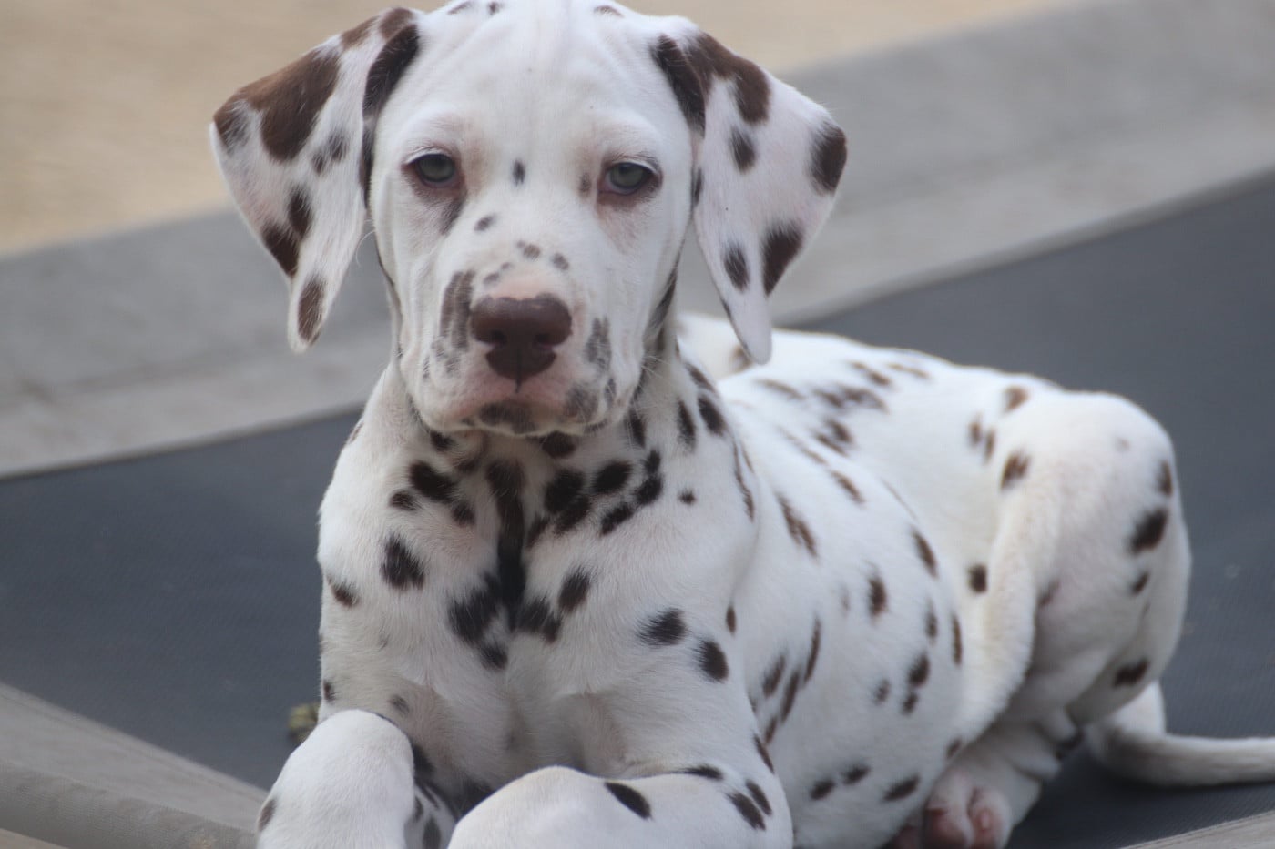 Dalmatien - Du Verger Des Beaurepaires