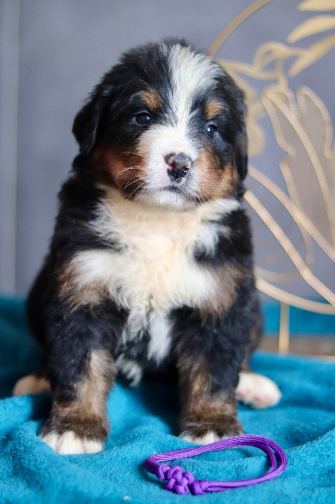 Violette - Bouvier Bernois