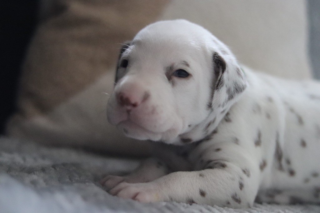 CHIOT FOIE vert/ bleu/ noir
