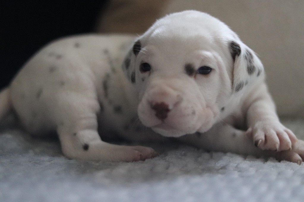 CHIOT FOIE bleu clair