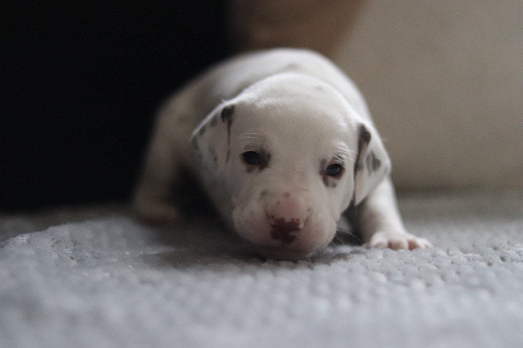 CHIOT FOIE bleu foncé