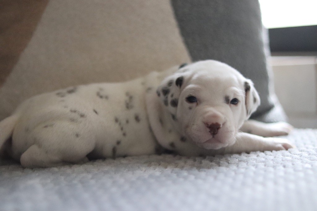 CHIOT FOIE bleu clair