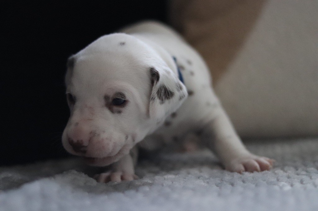 CHIOT FOIE bleu foncé