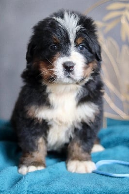 Les chiots de Bouvier Bernois