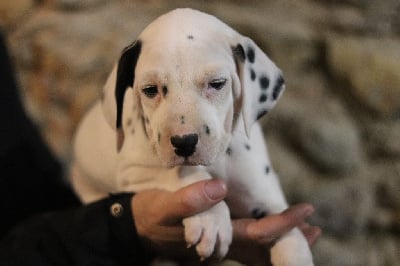 Les chiots de Dalmatien
