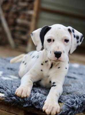 Les chiots de Dalmatien
