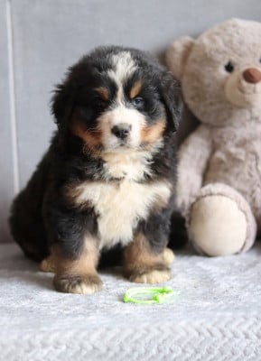 Les chiots de Bouvier Bernois