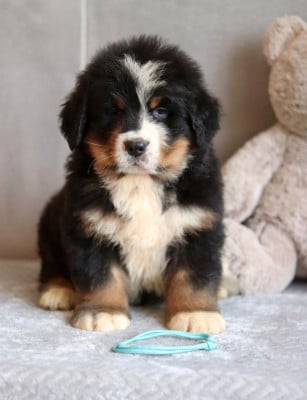 Les chiots de Bouvier Bernois