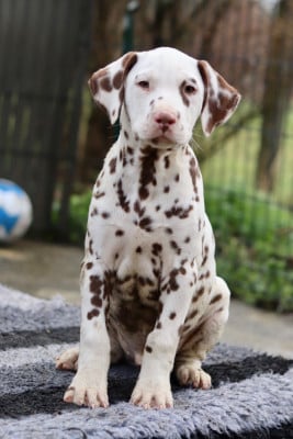 Les chiots de Dalmatien
