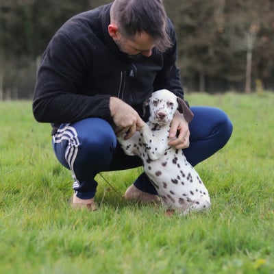 Les chiots de Dalmatien