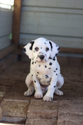 Les chiots de Dalmatien