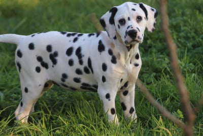 Les chiots de Dalmatien