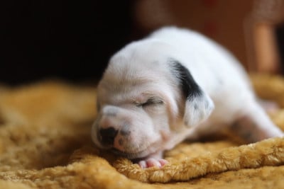 Les chiots de Dalmatien