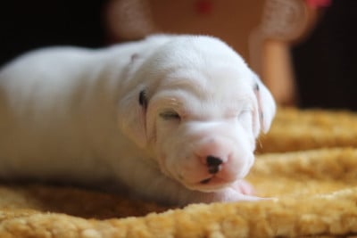 Les chiots de Dalmatien