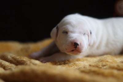 Les chiots de Dalmatien