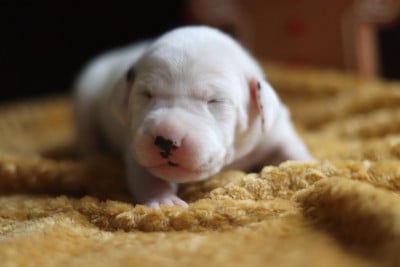 Les chiots de Dalmatien