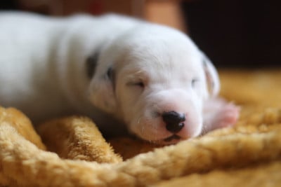 Les chiots de Dalmatien