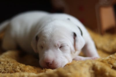 Les chiots de Dalmatien