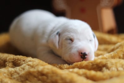 Les chiots de Dalmatien