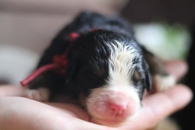 Les chiots de Bouvier Bernois