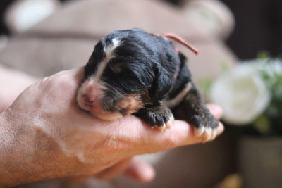 Les chiots de Bouvier Bernois