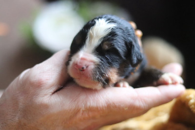 Les chiots de Bouvier Bernois