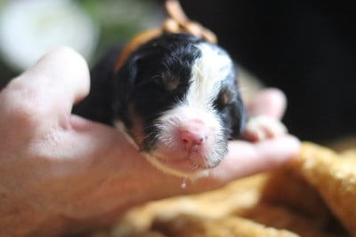 Les chiots de Bouvier Bernois
