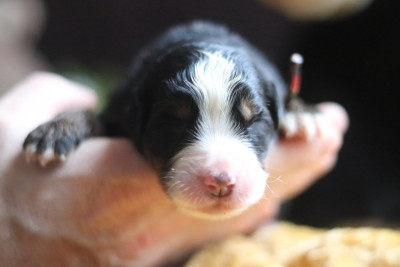 Les chiots de Bouvier Bernois