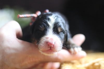 Les chiots de Bouvier Bernois