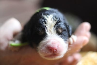 Les chiots de Bouvier Bernois