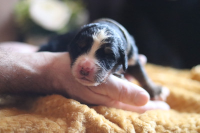 Les chiots de Bouvier Bernois