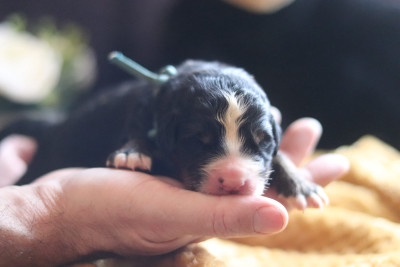 Les chiots de Bouvier Bernois