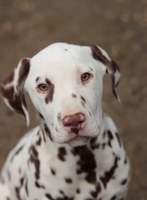 Dalmatien