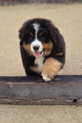 Les chiots de Bouvier Bernois