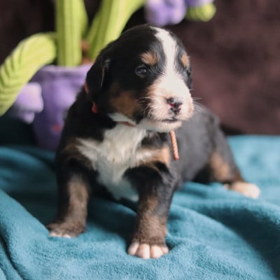 Les chiots de Bouvier Bernois