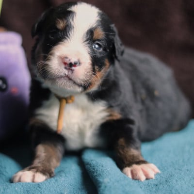 Les chiots de Bouvier Bernois