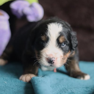 Les chiots de Bouvier Bernois