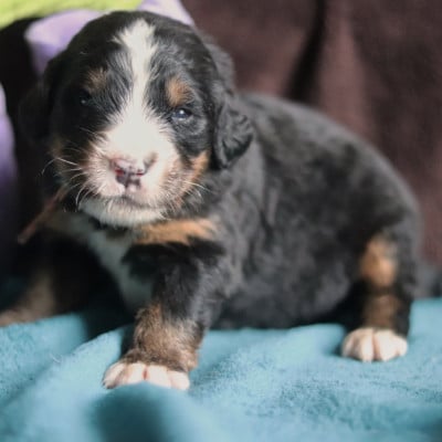 Les chiots de Bouvier Bernois