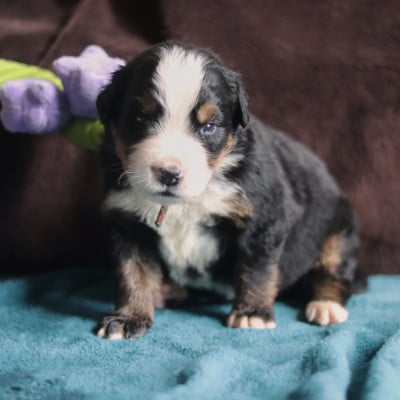 Les chiots de Bouvier Bernois