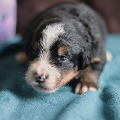Les chiots de Bouvier Bernois