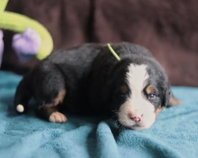 Les chiots de Bouvier Bernois