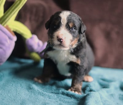 Les chiots de Bouvier Bernois